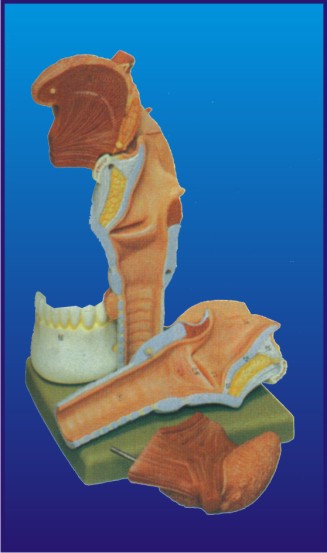 LARYNX, 2 PARTS